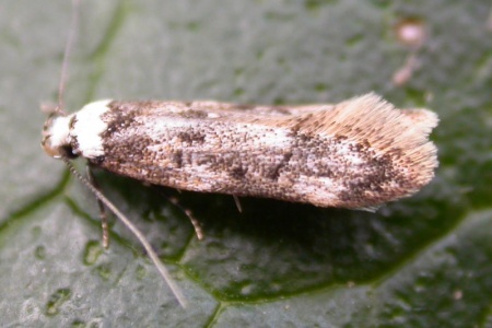 Endrosis sarcitrella (white-shouldered house-moth) Kenneth Noble